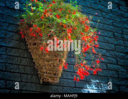 Delicati fiori d'arancio e verde foglie appendere delicatamente sulla parete di un cestello accentuando un grigio scuro muro di mattoni. Foto Stock