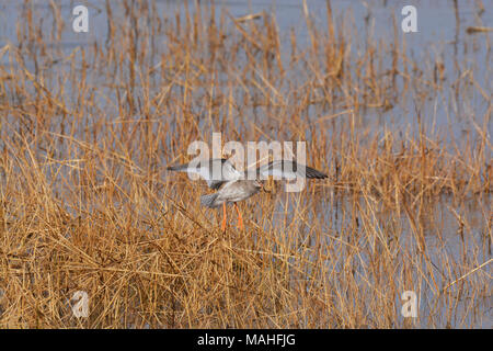 Redshank, Tringa totanus, in volo, Morecambe Bay, Lancashire, Regno Unito Foto Stock