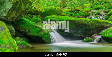 Roaring Fork stream, Great Smoky Mountains NP, molla, TN, Stati Uniti d'America da Bill Lea/Dembinsky Foto Assoc Foto Stock