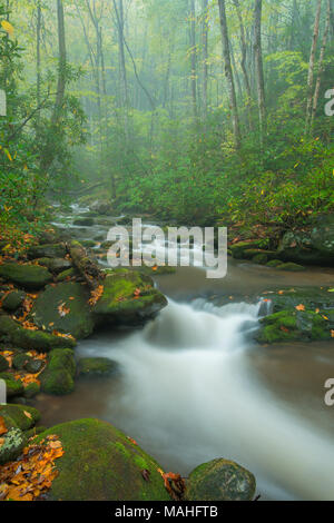 Stream, Roaring Fork, Autunno, Great Smoky Mountains NP, TN, Stati Uniti d'America da Bill Lea/Dembinsky Foto Assoc Foto Stock