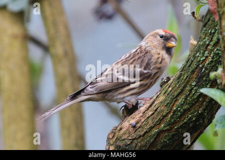 Lesser redpoll, acanthis cabaret, Eversley, Hampshire, Regno Unito Foto Stock