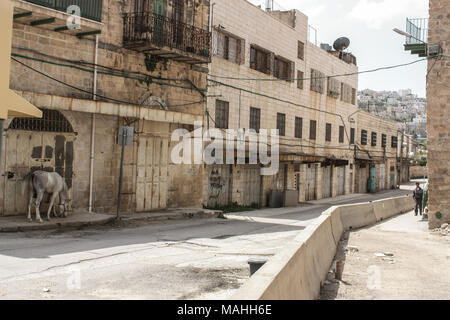 Strada abbandonati della città di Hebron nel Territorio palestinese occupato con un cavallo sul lato Foto Stock