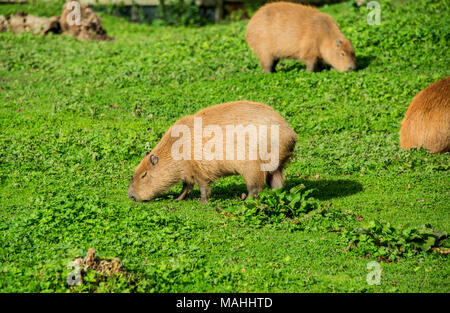 Capibara fedding sui pascoli Foto Stock