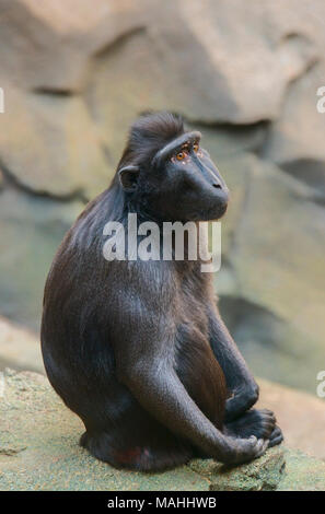 Sulawesi macaco Foto Stock