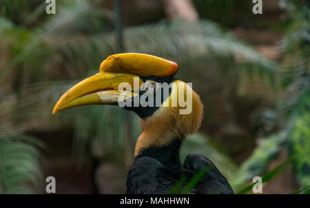 Buceros bicornis Foto Stock