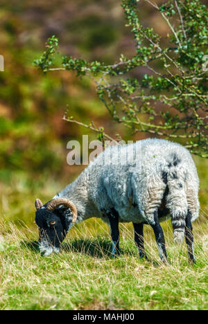 Faccia nera pecore al pascolo su pendio Foto Stock