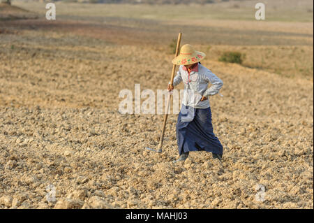 La donna la raccolta in un taro root (colocasia esculenta) campo, Stato Shan, Myanmar Foto Stock