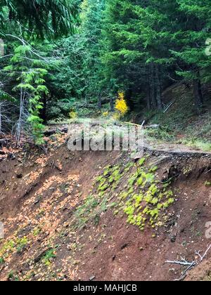 Strada chiusa a causa di frana in Oregon Foto Stock