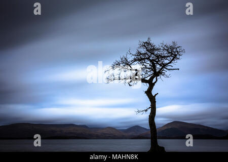 Il pittoresco Lone Tree a Milarrochy Bay è una baia sul Loch Lomond, nei pressi del villaggio di Balmaha, Scotland, Regno Unito. Foto Stock