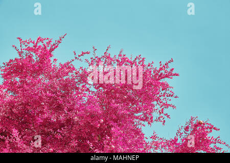 Un ramo di un albero di melograno contro un cielo blu sullo sfondo fotografati utilizzando un filtro ad infrarossi. Un'immagine della natura nei colori pastello Foto Stock