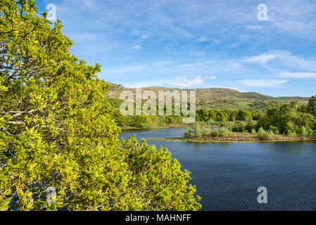 Llyn Tecwyn Isaf, un lago naturale di colline vicino a Harlech, il Galles del Nord. Sole primaverile sul verde intorno al lago. Foto Stock