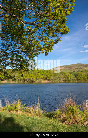 Llyn Tecwyn Isaf, un lago naturale di colline vicino a Harlech, il Galles del Nord. Sole primaverile sul verde intorno al lago. Foto Stock