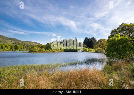 Llyn Tecwyn Isaf, un lago naturale di colline vicino a Harlech, il Galles del Nord. Sole primaverile sul verde intorno al lago. Foto Stock