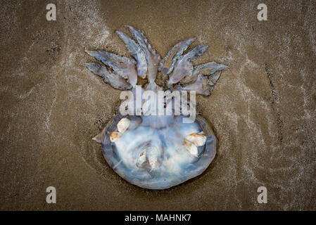 Canna a filamento meduse sulla spiaggia a Harlech nel Galles del Nord, Regno Unito. Foto Stock