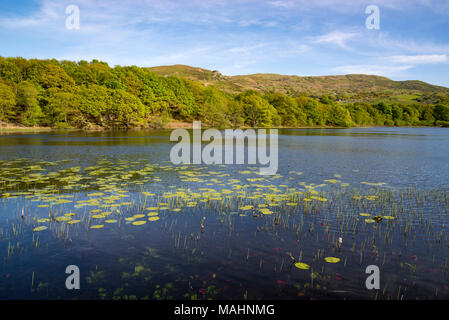 Llyn Tecwyn Isaf, un lago naturale di colline vicino a Harlech, il Galles del Nord. Sole primaverile sul verde intorno al lago. Foto Stock