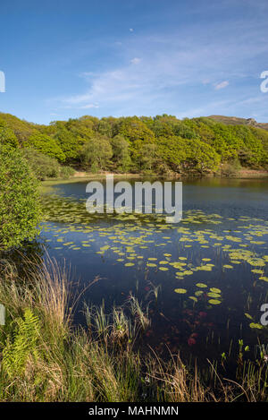 Llyn Tecwyn Isaf, un lago naturale di colline vicino a Harlech, il Galles del Nord. Sole primaverile sul verde intorno al lago. Foto Stock