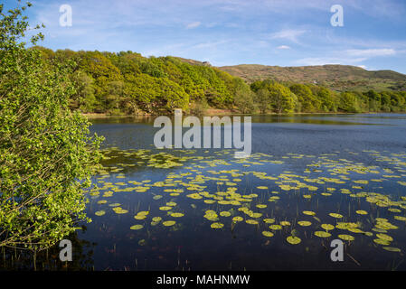 Llyn Tecwyn Isaf, un lago naturale di colline vicino a Harlech, il Galles del Nord. Sole primaverile sul verde intorno al lago. Foto Stock