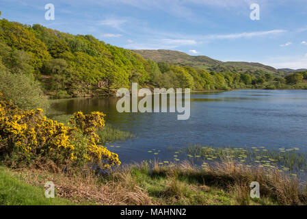 Llyn Tecwyn Isaf, un lago naturale di colline vicino a Harlech, il Galles del Nord. Sole primaverile sul verde intorno al lago. Foto Stock