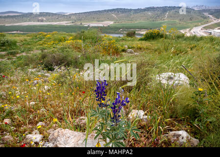 Bluebonnet fiore in fiore di close-up. Valle e colline ricoperte di erba verde e fiori. Foto Stock