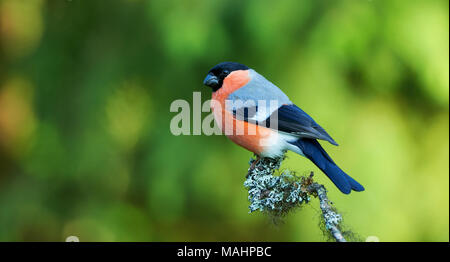 Bel maschio Bullfinch appollaiato su un ramo coperto con il lichen con un sfocato sfondo verde Foto Stock