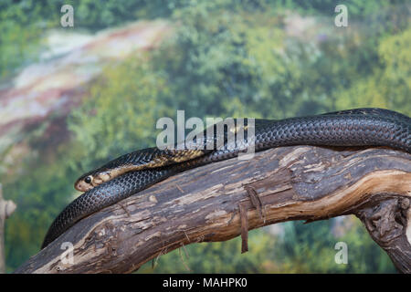 Cipro, la fauna selvatica, Foresta Cobra (Naja melanoleuca). Foto Stock