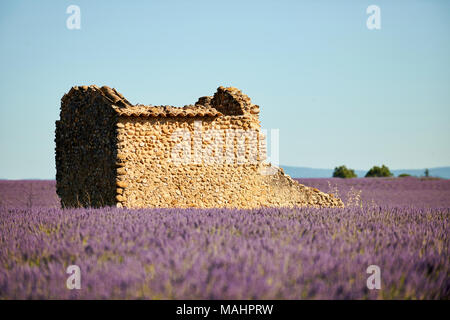 Lavanda fiori intenzionalmente sfocato in primo piano e un vecchio rudere in background Foto Stock