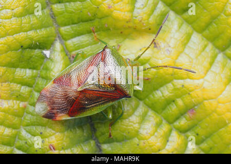 Vista dorsale di Betulla Shieldbug (Elasmostethus interstinctus) in appoggio sul Rovo foglie. Tipperary, Irlanda Foto Stock