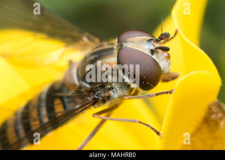 La marmellata di arance Hoverfly (Episyrphus balteatus) alimentazione su gorse fiore. Tipperary, Irlanda Foto Stock