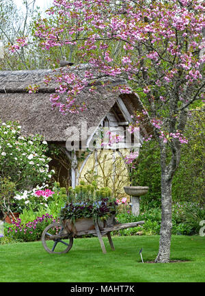 Bellissimo fiore di primavera presso il Garden Cottage, RHS Rosemoor, vicino grande Torrington, North Devon, Inghilterra. Foto Stock