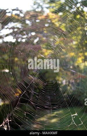 Un simmetrico, spirale e abbandonate di web un orb Spider splende la luce del sole in fuori in una giornata di sole Foto Stock