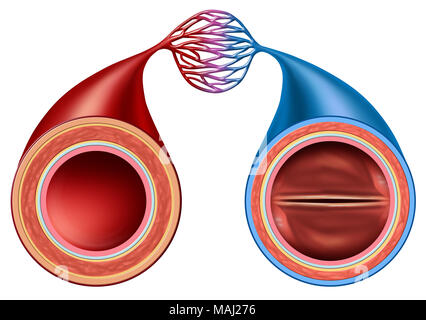 Arteria e vena struttura concetto di confronto come una circolazione umana sezione con i vasi sanguigni anatomia chiudere in su in un 3D illustrazione dello stile. Foto Stock