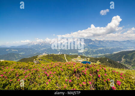 Vista aerea dalla montagna e Gasselhoehe Rippetegg con fiore Alpenrose al lago blu e distante la gamma della montagna Dachstein in Alpi austriache Foto Stock