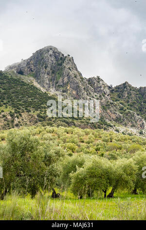 Avvoltoi nero su scogliere di montagna nella Sierra de Grazalema Naural Park (Parque Natural de la Sierra de Grazalema) in Andalusia Foto Stock