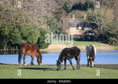 New Forest pony nel villaggio di Beaulieu, Hampshire, Inghilterra, Regno Unito. Foto Stock