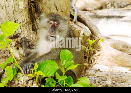 Una scimmia macaco su albero Foto Stock