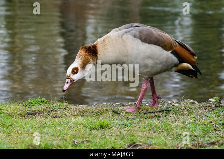 Oca egiziana in piedi dal piccolo fiume Ouse, Thetford, Regno Unito su una cortina di nubi inizio giornata di primavera Foto Stock