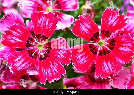 In prossimità dei due magenta Dianthus fiori. Foto Stock