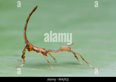 Bastone da passeggio insetti ninfa. Phyllium sp , selangor malaysia. Foto Stock