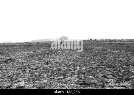 Una sterile,asciutto e aspro paesaggio con un singolo albero. Foto Stock