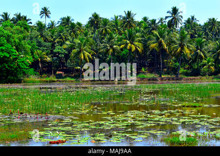 Scena costiere del Sud dell'India. Foto Stock