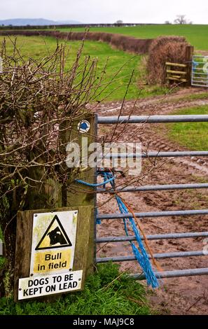 Bull nel campo Segnale di avvertimento sulla porta blu che conduce a terreni fangosi via attraverso un campo nello Shropshire, Inghilterra Foto Stock