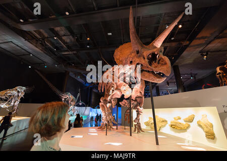 Donna che guarda un triceratops dinosauri fossili dello scheletro in un american Dinosaur Museum, Stati Uniti d'America Foto Stock