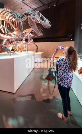 Donna di scattare una foto di fossili di dinosauro, Houston Museo di Scienza Naturale, Houston, Texas, Stati Uniti d'America Foto Stock
