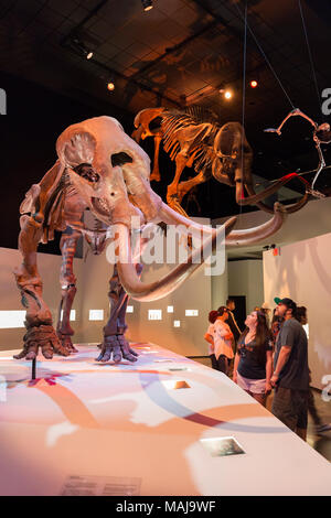 Le persone che ricercano un gigantesco scheletro fossile, Houston Museo di Storia Naturale, Texas USA Foto Stock