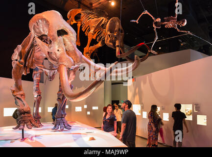 Le persone che ricercano un gigantesco scheletro fossile, Houston Museo di Scienza Naturale, Texas USA Foto Stock