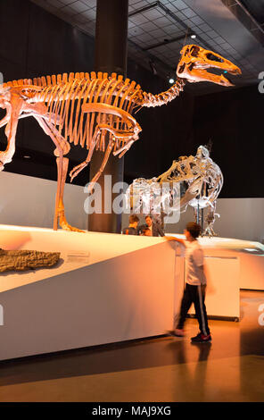 Bambino guardando a scheletro di dinosauro, Houston Museo di Scienza Naturale, Texas, Stati Uniti d'America Foto Stock