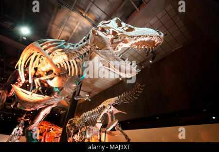 Tyrannosaurus Rex dinosauro fossile ; Houston Museum of Natural Science, Houston, Texas, USA Foto Stock