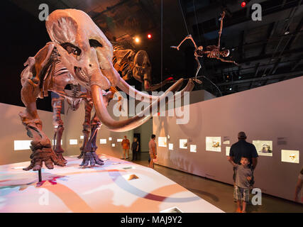 Bambino guardando un gigantesco scheletro fossile, Houston Museo di Scienza Naturale, Texas USA Foto Stock