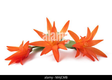 Cactus di Natale isolato su uno sfondo bianco Foto Stock