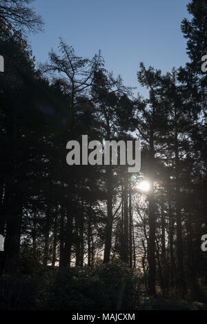 La luce del sole filtra tra alti pini in una fitta foresta durante una mattinata limpida, creando una tranquilla e tranquilla scena boschiva naturale Foto Stock